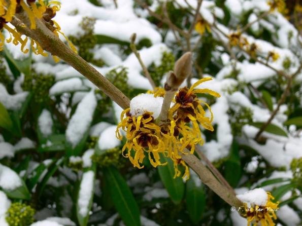 Bois des Moutiers Winterreise (16)